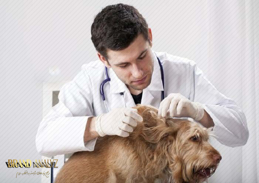 بهترین روش های درمان شپش سگ و گربه