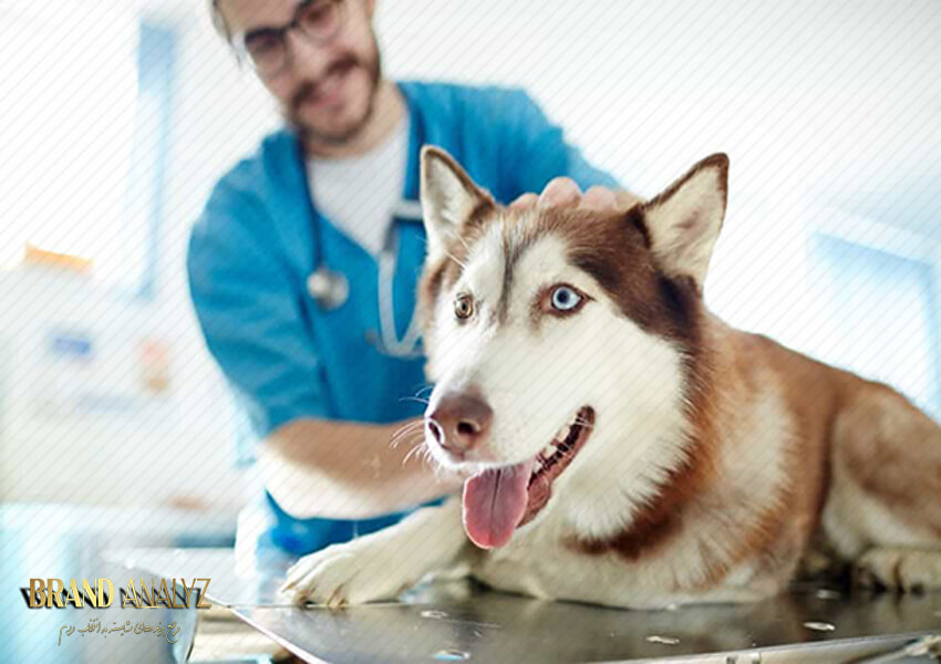 رادیولوژی سگ
