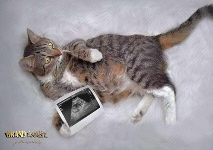 تصویر برداری تشخیصی و سی تی اسکن گربه