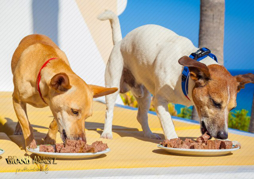 7 نکته مهم درباره طریقه مصرف و نگهداری غذای کنسروی سگ