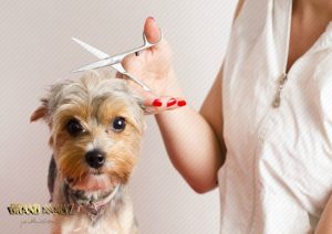 4 نکته طلایی برای کوتاه کردن موی سگ در خانه و آرایشگاه حیوانات