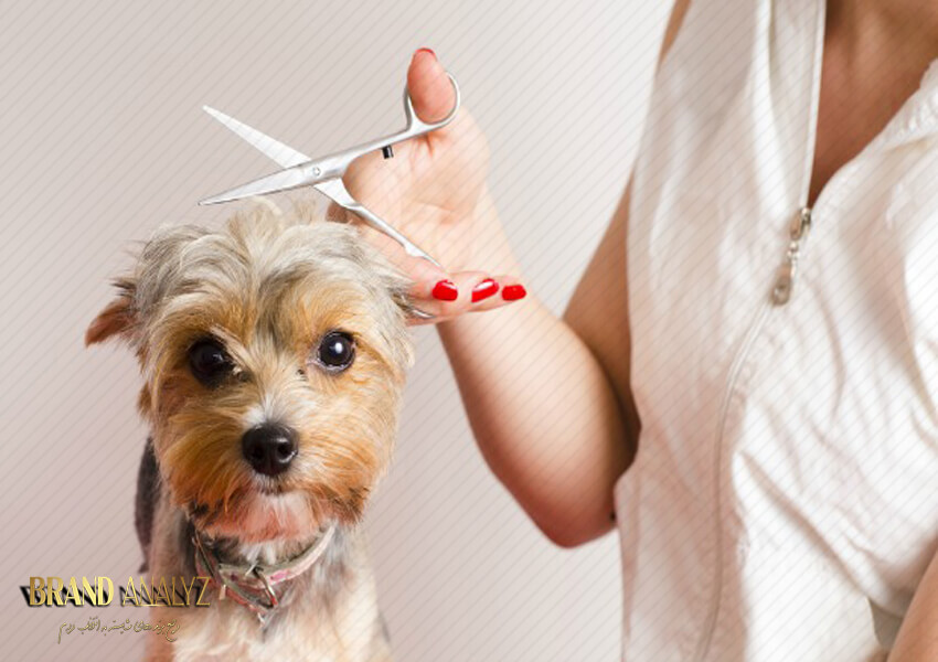 4 نکته طلایی برای کوتاه کردن موی سگ در خانه و آرایشگاه حیوانات