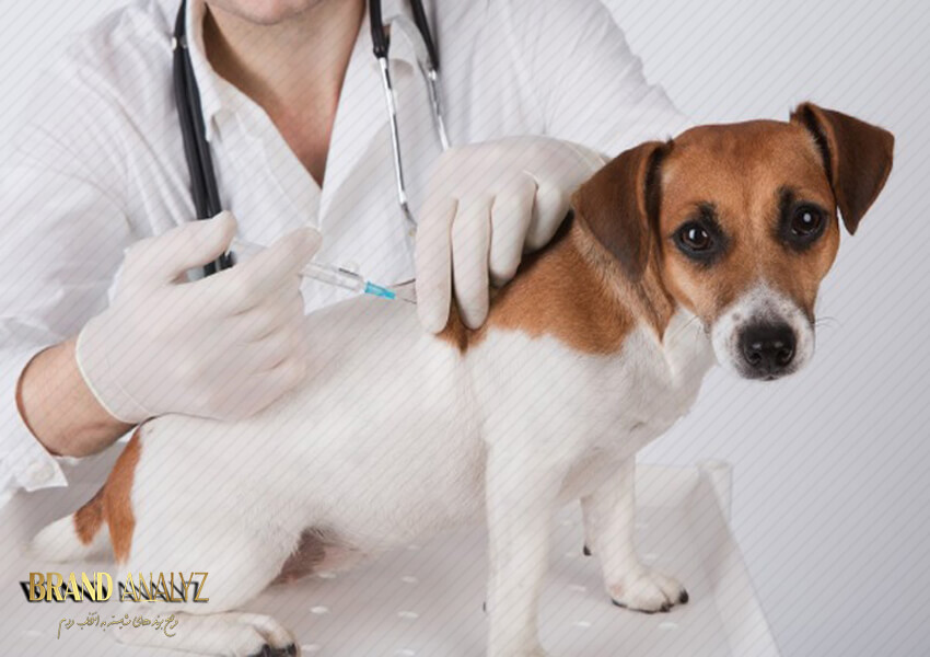 مزایای واکسیناسیون سگ و گربه