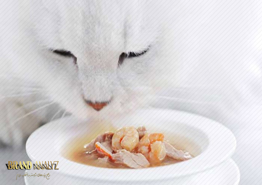 5 دستور عالی تهیه سوپ برای گربه خانگی